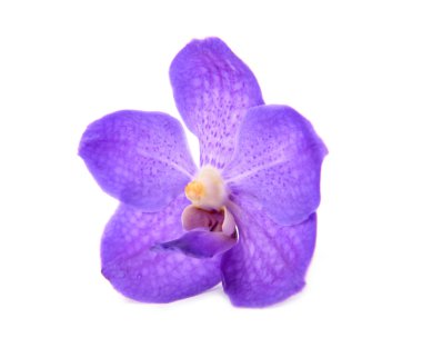 güzel çiçek açan orkide