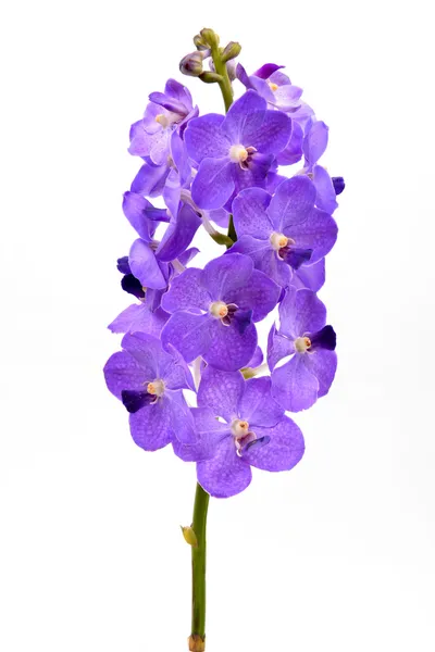 Bela orquídea florescente isolada — Fotografia de Stock