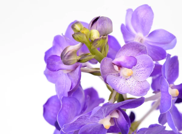 Mooie bloeiende orchidee geïsoleerd — Stockfoto