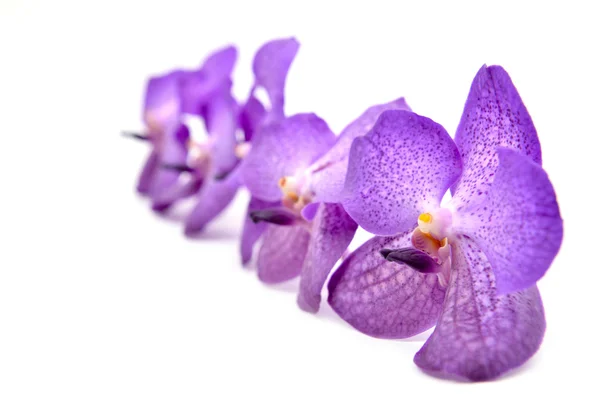 Schöne blühende Orchidee isoliert — Stockfoto