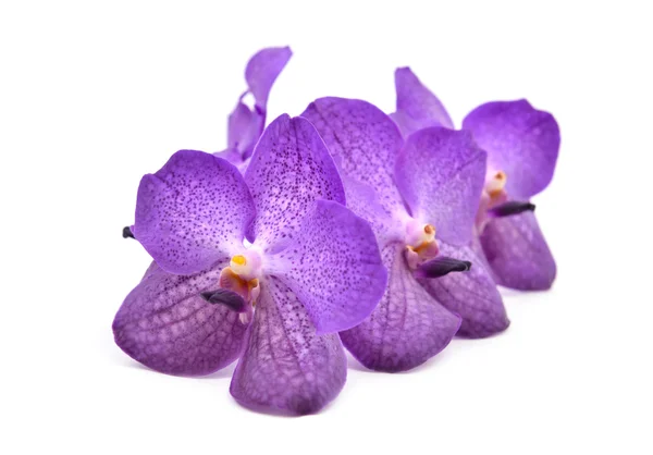 Schöne blühende Orchidee isoliert — Stockfoto