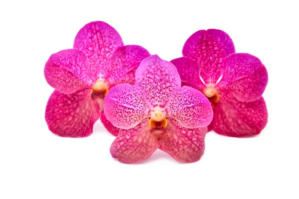 Krásné kvetoucí orchidej — Stock fotografie