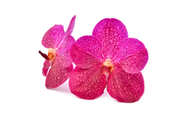 Vackra blommande orkidé — Stockfoto