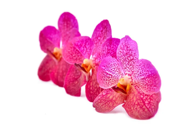 Schöne blühende Orchidee — Stockfoto