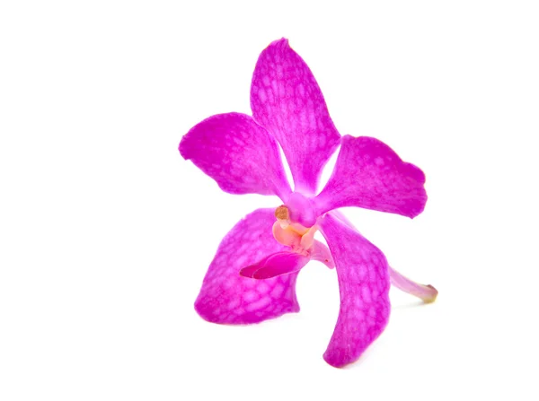 Красивая цветущая орхидея — стоковое фото