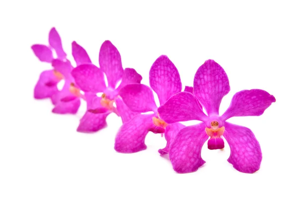 Schöne blühende Orchidee — Stockfoto