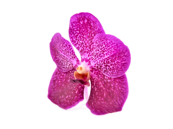 Mooie bloeiende orchidee — Stockfoto