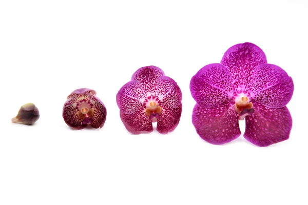 Piękne kwitnących orchidei — Zdjęcie stockowe