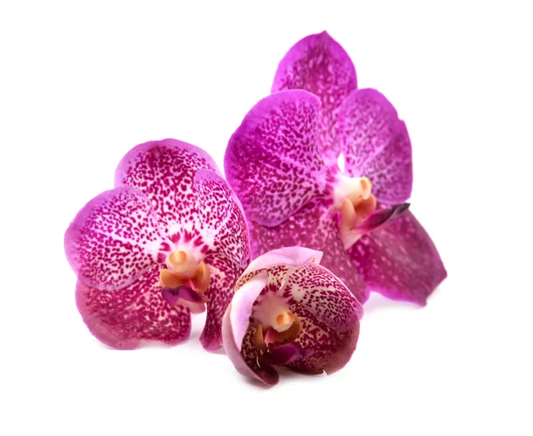 Mooie bloeiende orchidee — Stockfoto