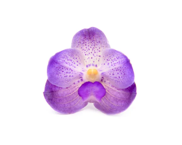 Beautiful blooming orchid — Stock Photo, Image