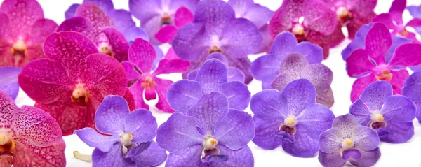 Belle orchidée de floraison — Photo
