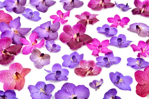 Krásné kvetoucí orchidej — Stock fotografie