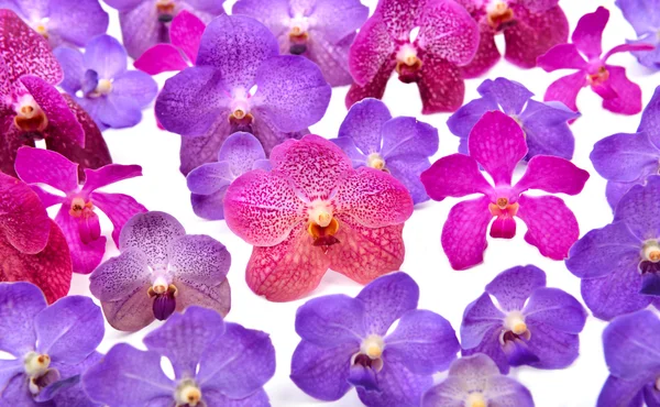 Schöne blühende Orchidee — Stockfoto