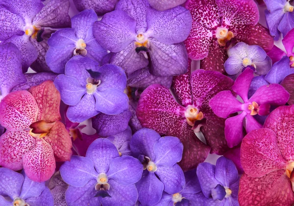 Bela orquídea florescente — Fotografia de Stock