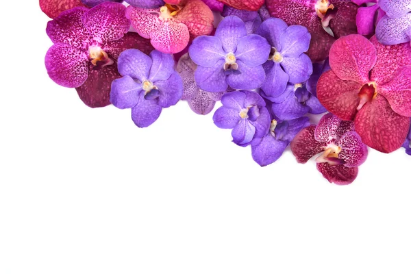 Красивая цветущая орхидея — стоковое фото