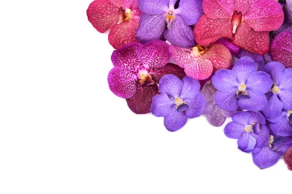 Mooie bloeiende orchidee — Stockfoto