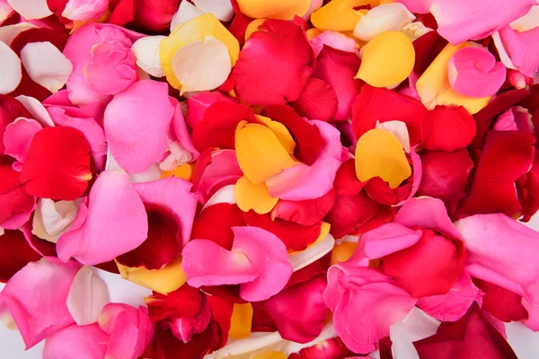 Kleurrijke roos bloemblad — Stockfoto