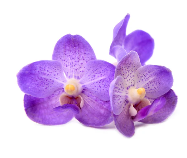 Beautiful blooming orchid Stock Picture