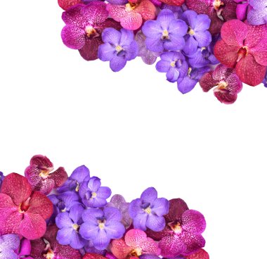 güzel çiçek açan orkide