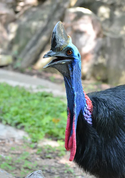 Cassowary head — Stock Photo, Image