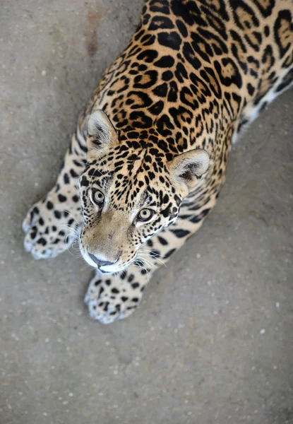 Jaguar — Foto de Stock