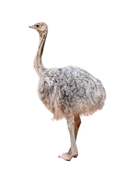 Baby ostrich isolated — Stock Photo, Image