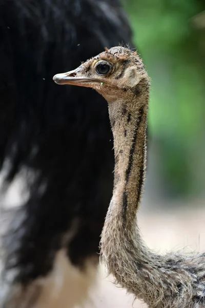 Ostrich head — Stock Photo, Image