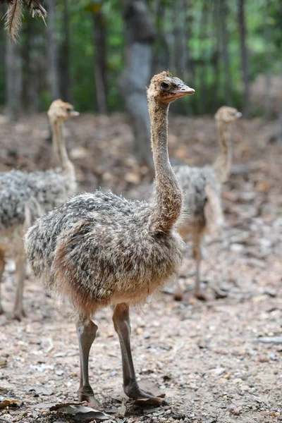 Baby ostrich — Stock Photo, Image
