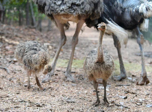 Baby ostrich — Stock Photo, Image