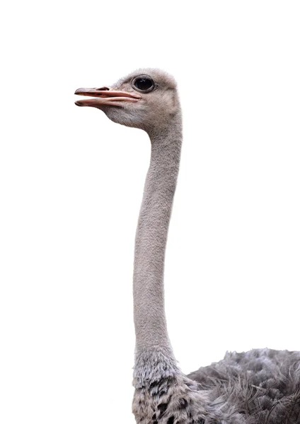 Cabeça de avestruz isolada — Fotografia de Stock