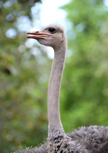 Ostrich head — Stock Photo, Image