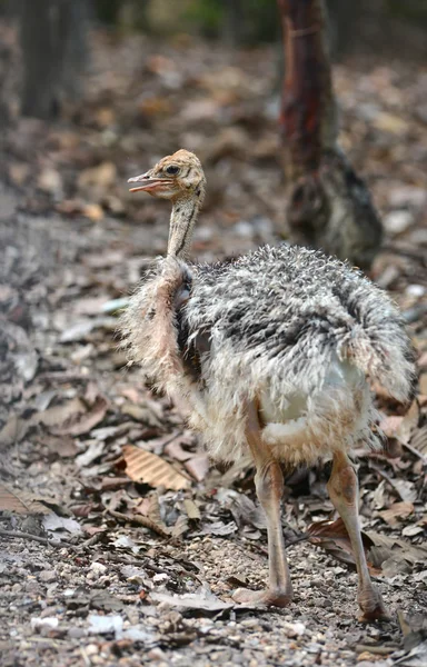 Baby ostrich — Stock Photo, Image