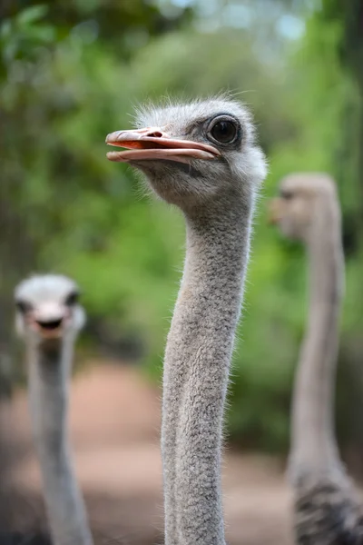 Ostrich head — Stock Photo, Image