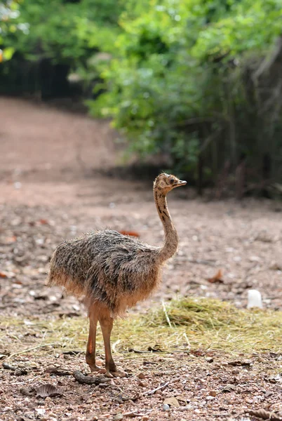 Baby ostrich — Stock Photo, Image
