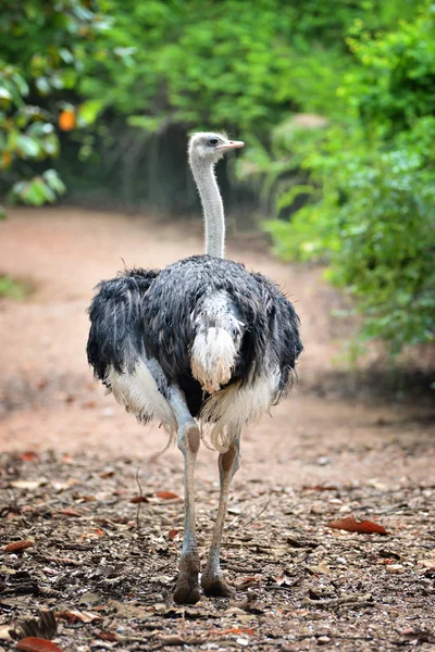 Ostrich — Stock Photo, Image