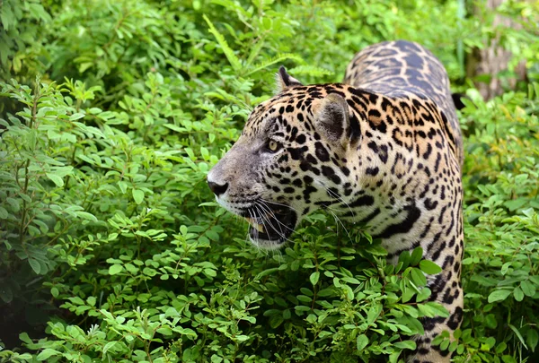 Jaguar — Stok fotoğraf