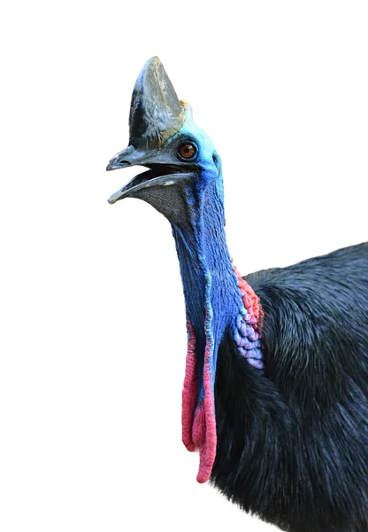 Hlava Cassowary izolované — Stock fotografie