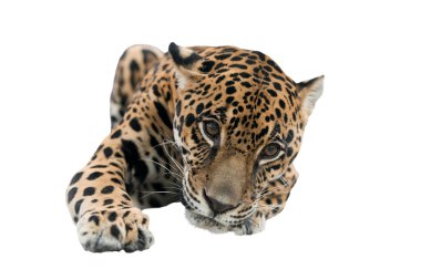 izole jaguar (panthera onca)