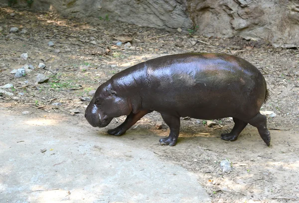 Hipopótamo pigmeo — Foto de Stock