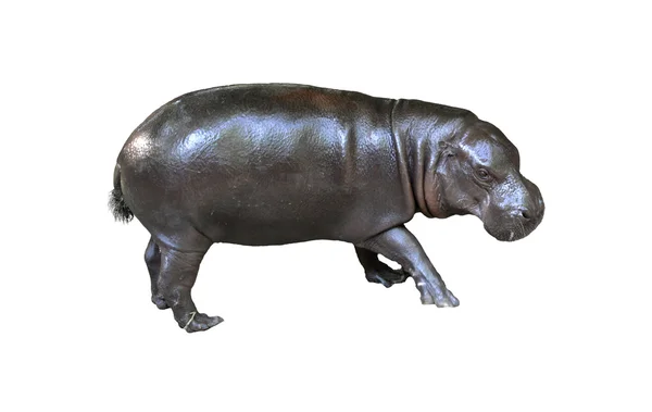 Pygmy hippo geïsoleerd — Stockfoto