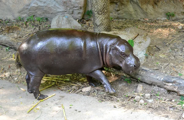 Zwergflusspferd — Stockfoto