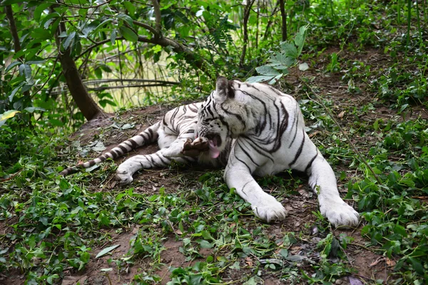Weibchen weißer Benzal-Tiger — Stockfoto