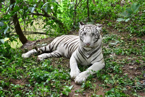 Tigre bianca femmina del bengala — Foto Stock
