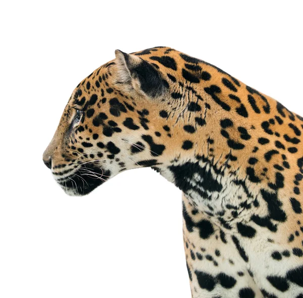 Изолированный ягуар (Panthera onca) — стоковое фото