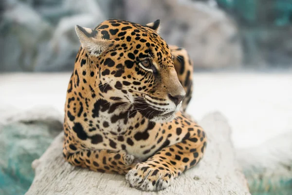 Jaguar (Panthera onca  ) — стоковое фото