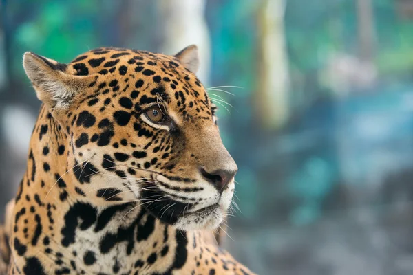 Jaguár (Panthera onca ) — Stock fotografie