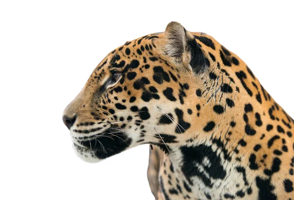 Jaguar (Panthera onca) aislado — Foto de Stock