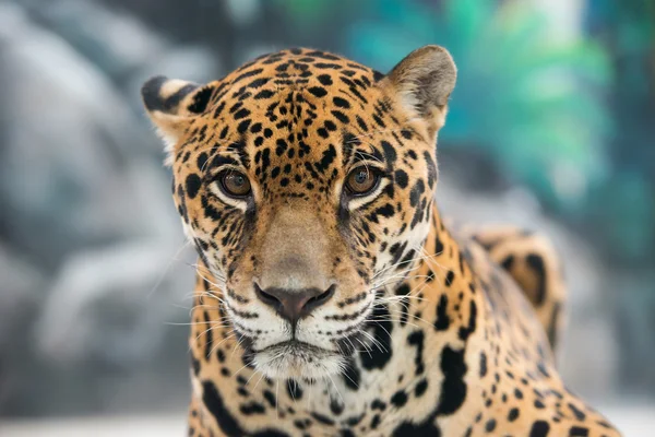Jaguar (Panthera onca) ) — Zdjęcie stockowe