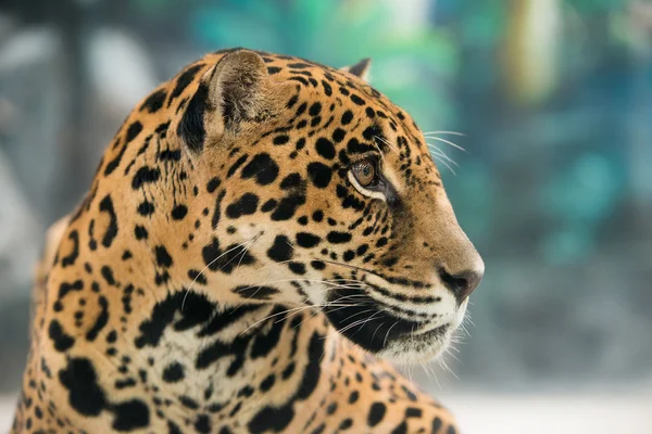 Jaguar (Panthera onca) ) — Stockfoto