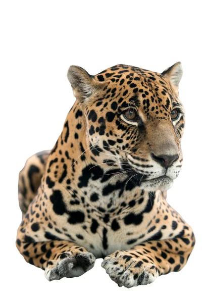 Jaguar (panthera onca) na białym tle — Zdjęcie stockowe